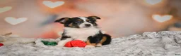 Miniature Australian Shepherd dogs for sale: Angel - Ad 7