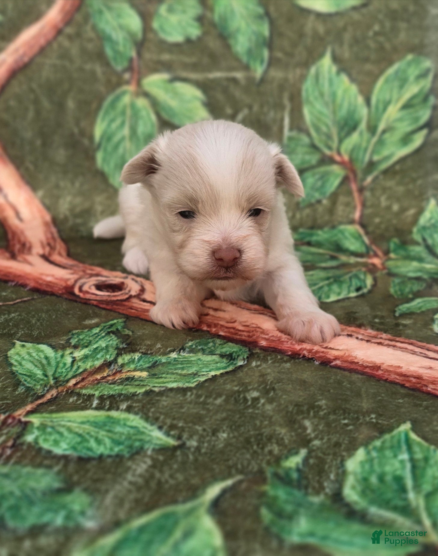 Mixed Breed dogs Linen - Ad 1