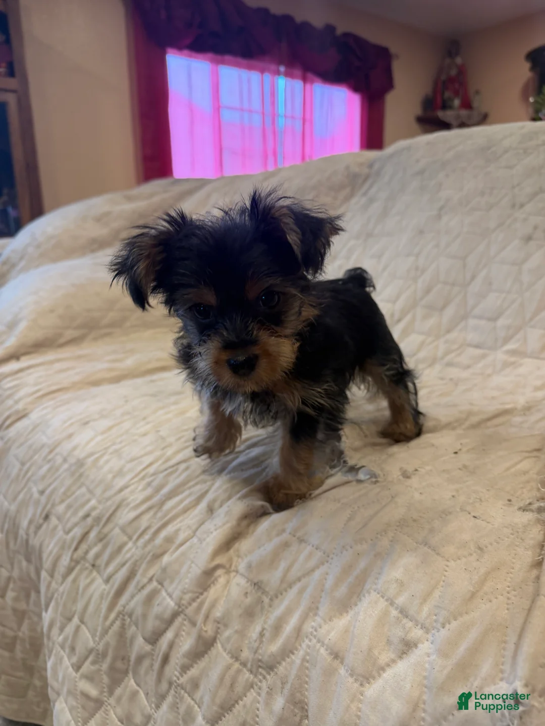 Yorkshire Terrier dogs for sale: Boy  - Ad 1