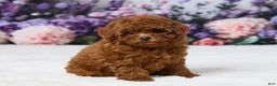 Miniature Poodle dogs for sale: Zoey - Ad 3