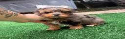 Yorkshire Terrier dogs for sale: Rayne  - Ad 2