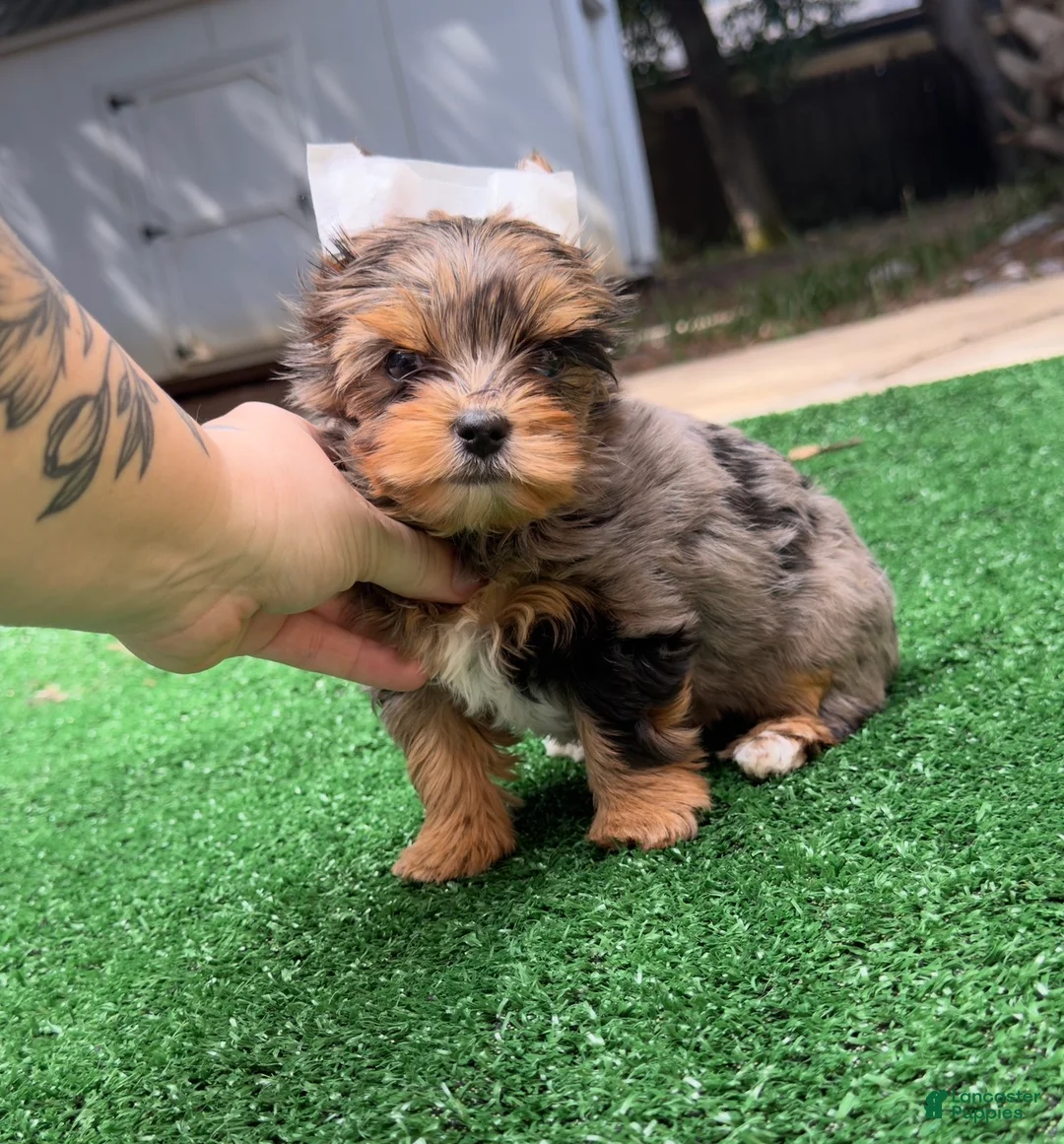 Yorkshire Terrier dogs for sale: Rayne  - Ad 2