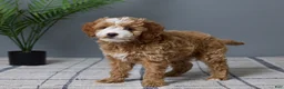 Mini Goldendoodle dogs for sale: Chloe - Ad 5