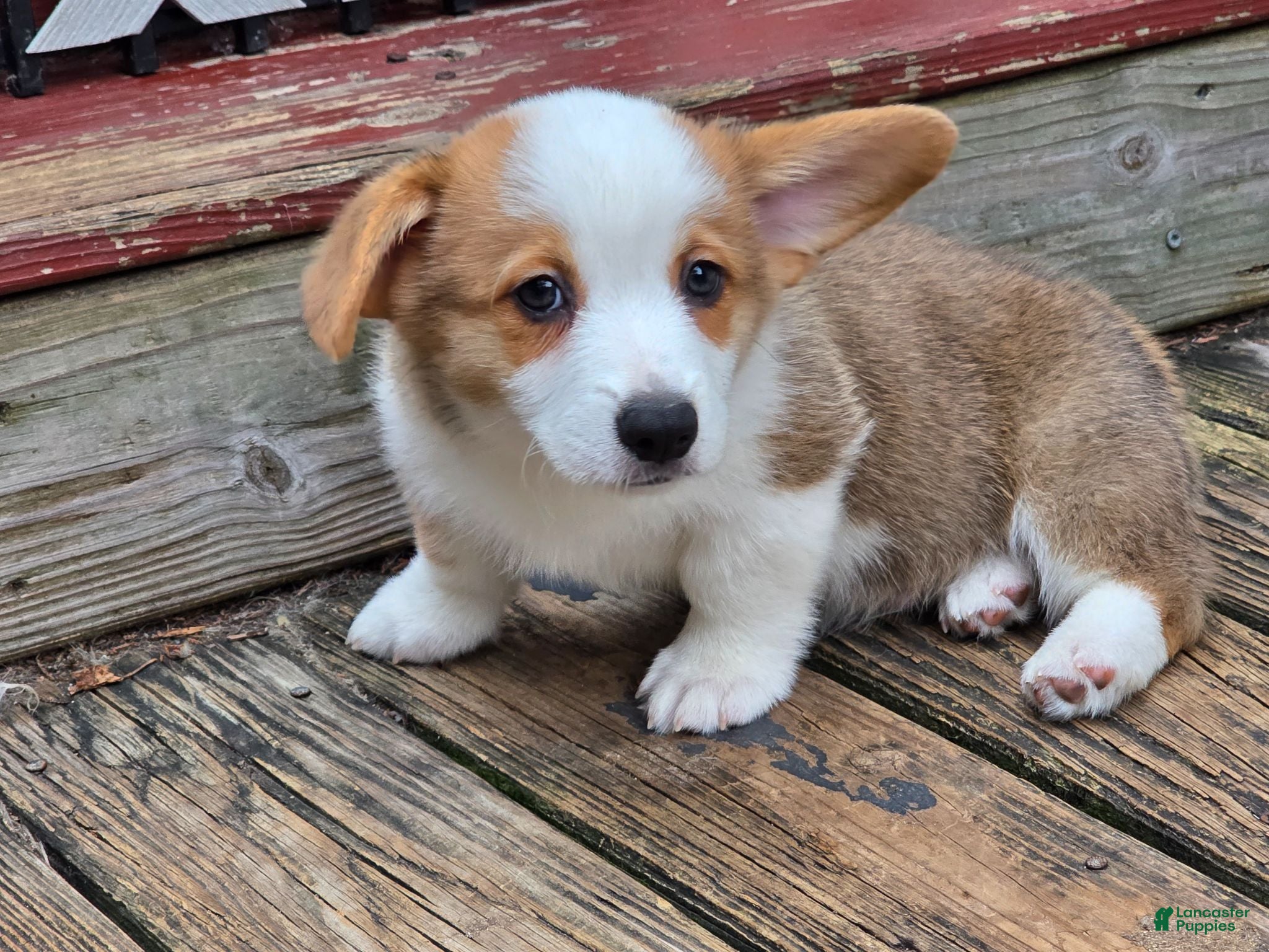 Welsh Corgi Pembroke dogs Welsh Corgi Pembroke 3 - Ad 1