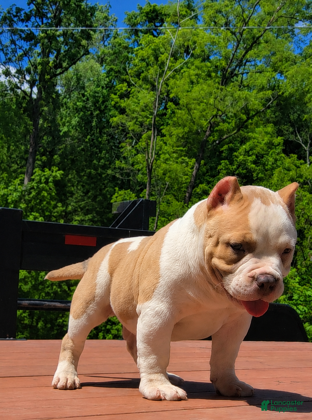 American Bully dogs CHOMPER  - Ad 2