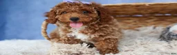 Miniature Poodle dogs for sale: WINNIE - Ad 8