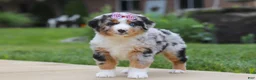 Miniature Australian Shepherd dogs for sale: Mable - Ad 1