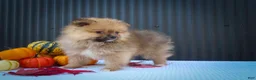 Pomeranian dogs for sale: 🐾 Meet Rambo — A Bouncy Little Ball of Fluff! 🐾 - Ad 8