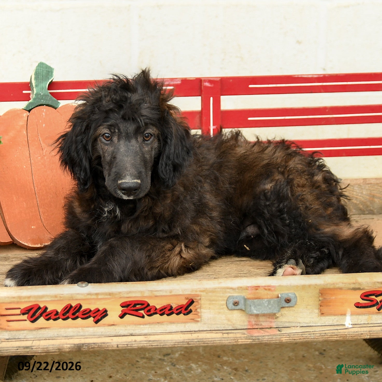 Mini Aussiedoodle dogs Amir - Ad 1