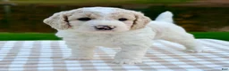Goldendoodle dogs for sale: Patch-mini  - Ad 3