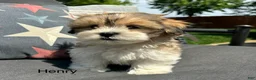 Teddy Bear dogs for sale: Henry - Ad 1
