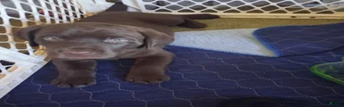 Choclate red collar male