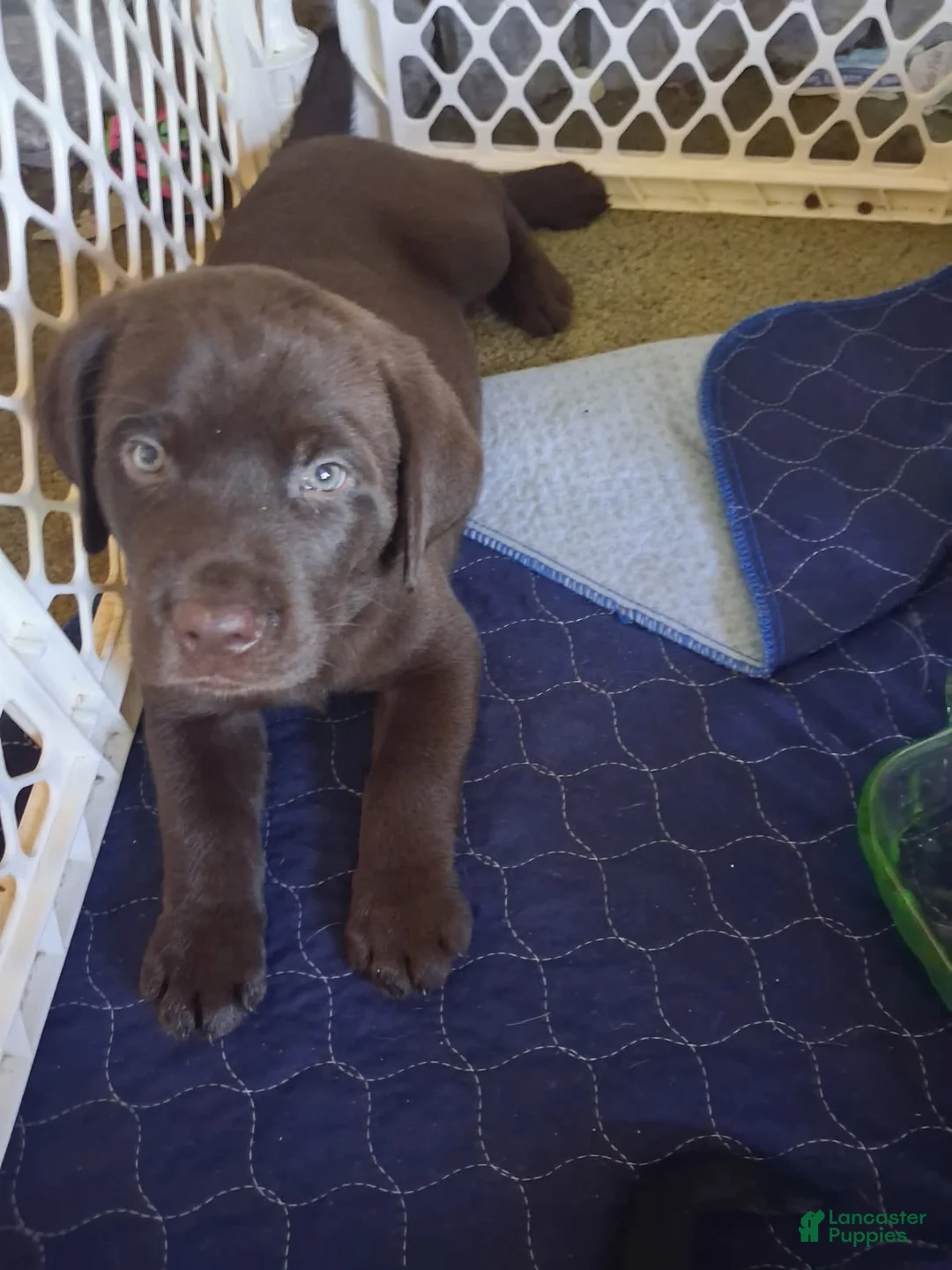 Labrador Retriever dogs for sale: Choclate red collar male - Ad 1