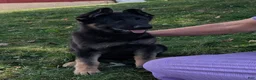 German Shepherd dogs for sale: Dani - Ad 7