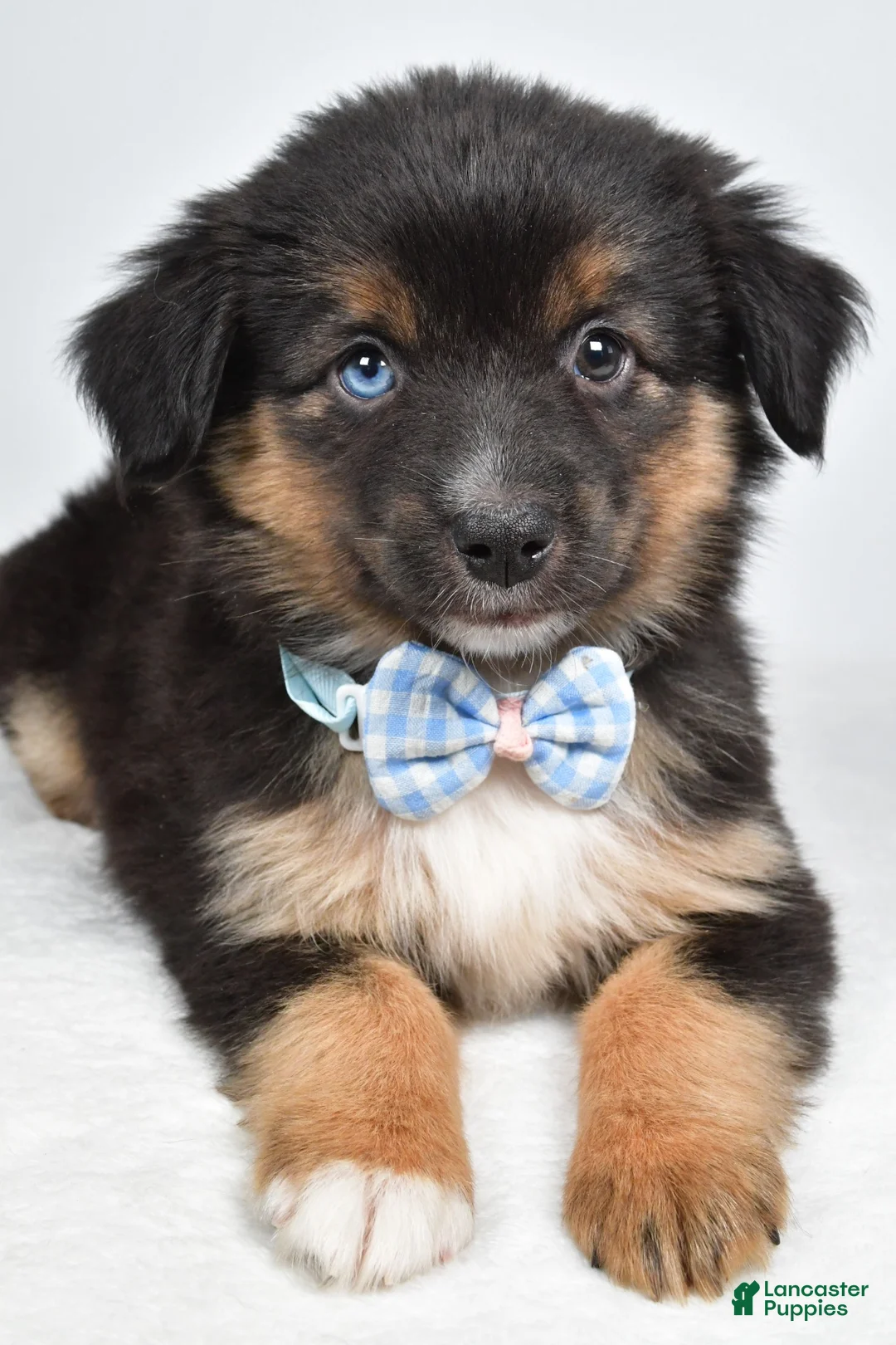 Miniature Australian Shepherd dogs for sale: Faith  - Ad 2