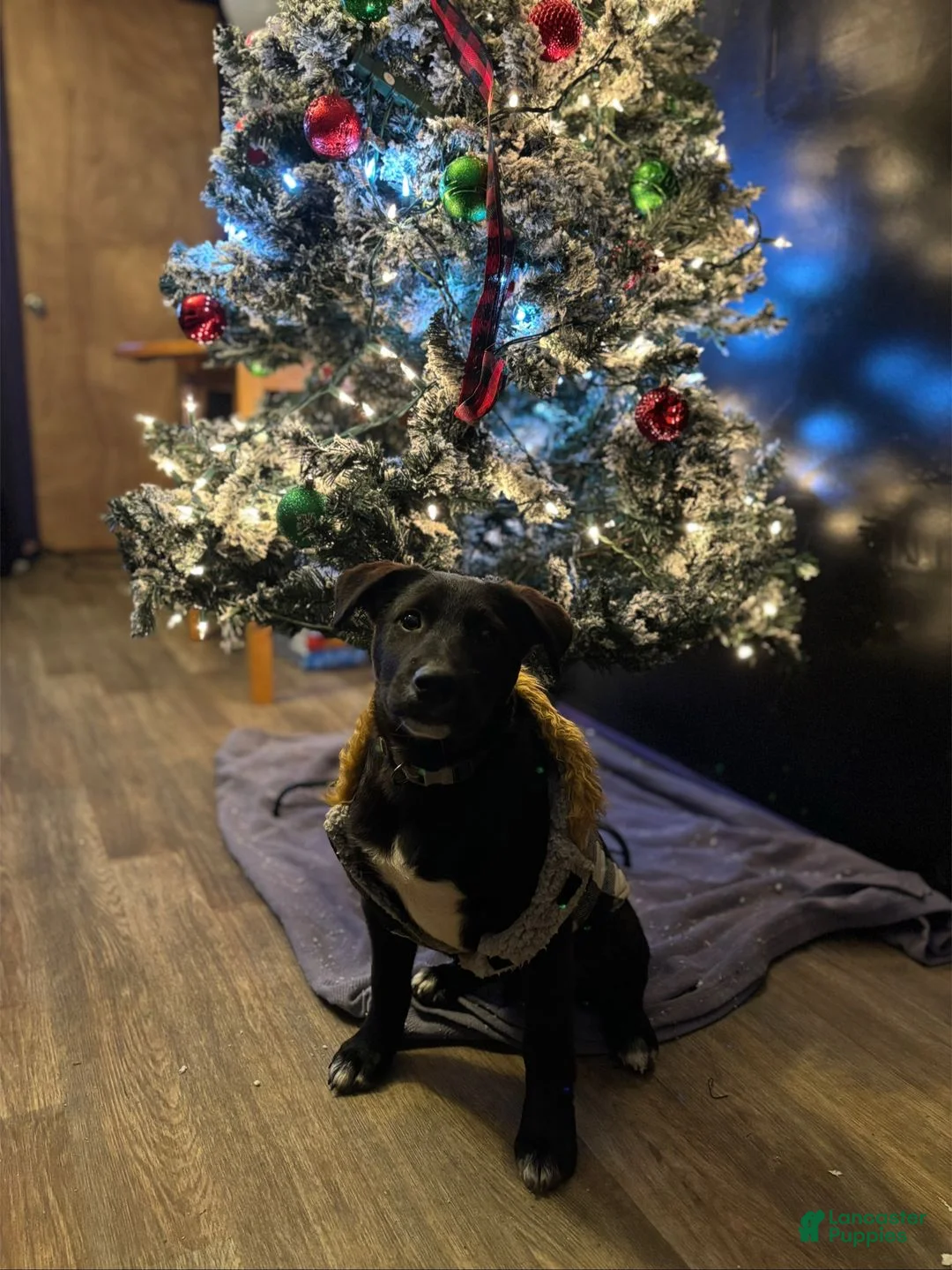 Mixed Breed dogs for sale: Mixed Breed Puppy 1 - Ad 6