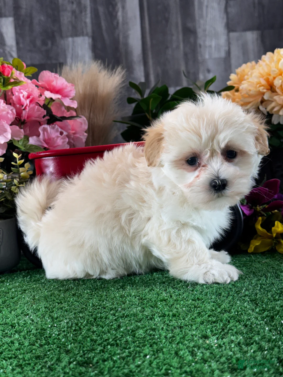 Mixed Breed dogs for sale: Levi - Ad 5