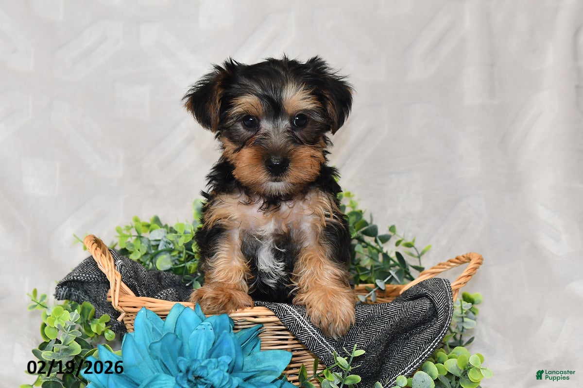Yorkshire Terrier dogs Ricky  - Ad 2