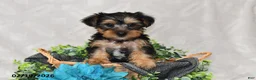 Yorkshire Terrier dogs for sale: Ricky  - Ad 2