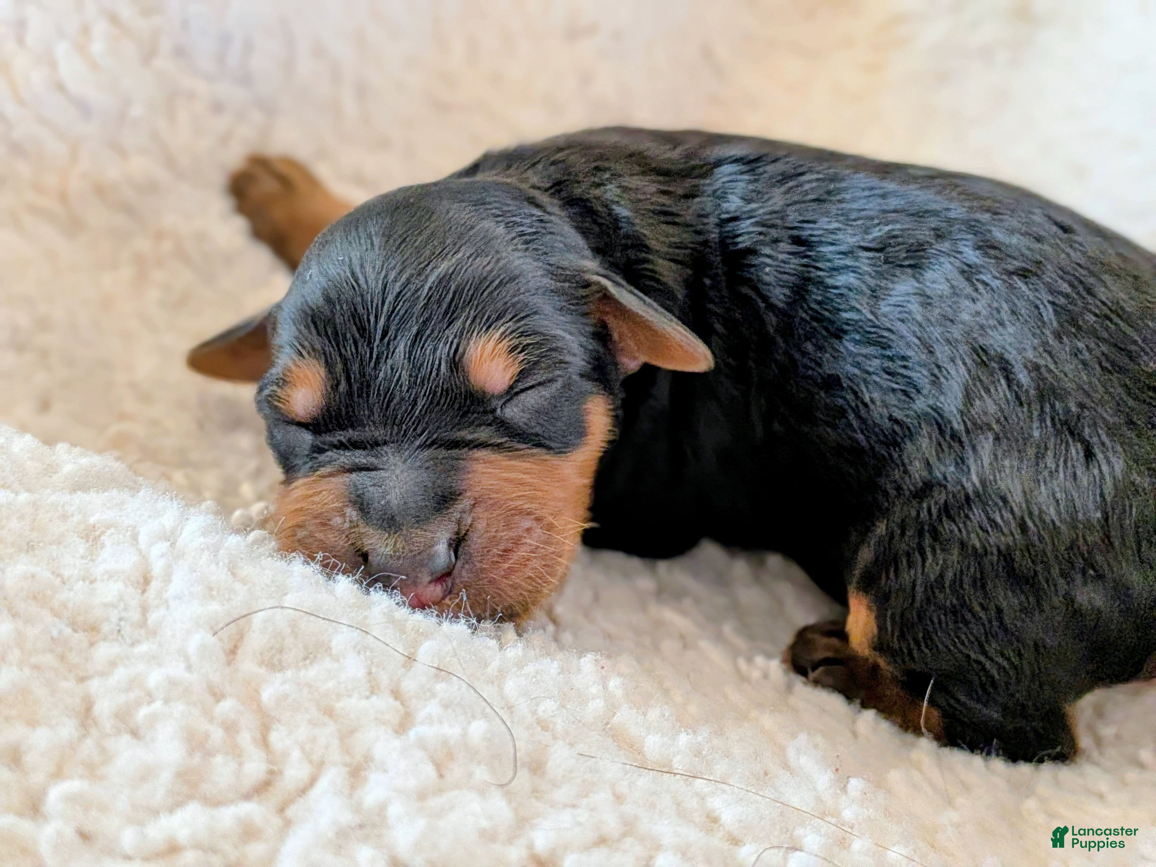 Mixed Breed dogs Goldador/Bernadoodle Puppy 1 - Ad 31