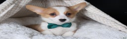 Welsh Corgi Pembroke dogs for sale: Hunter - Ad 18