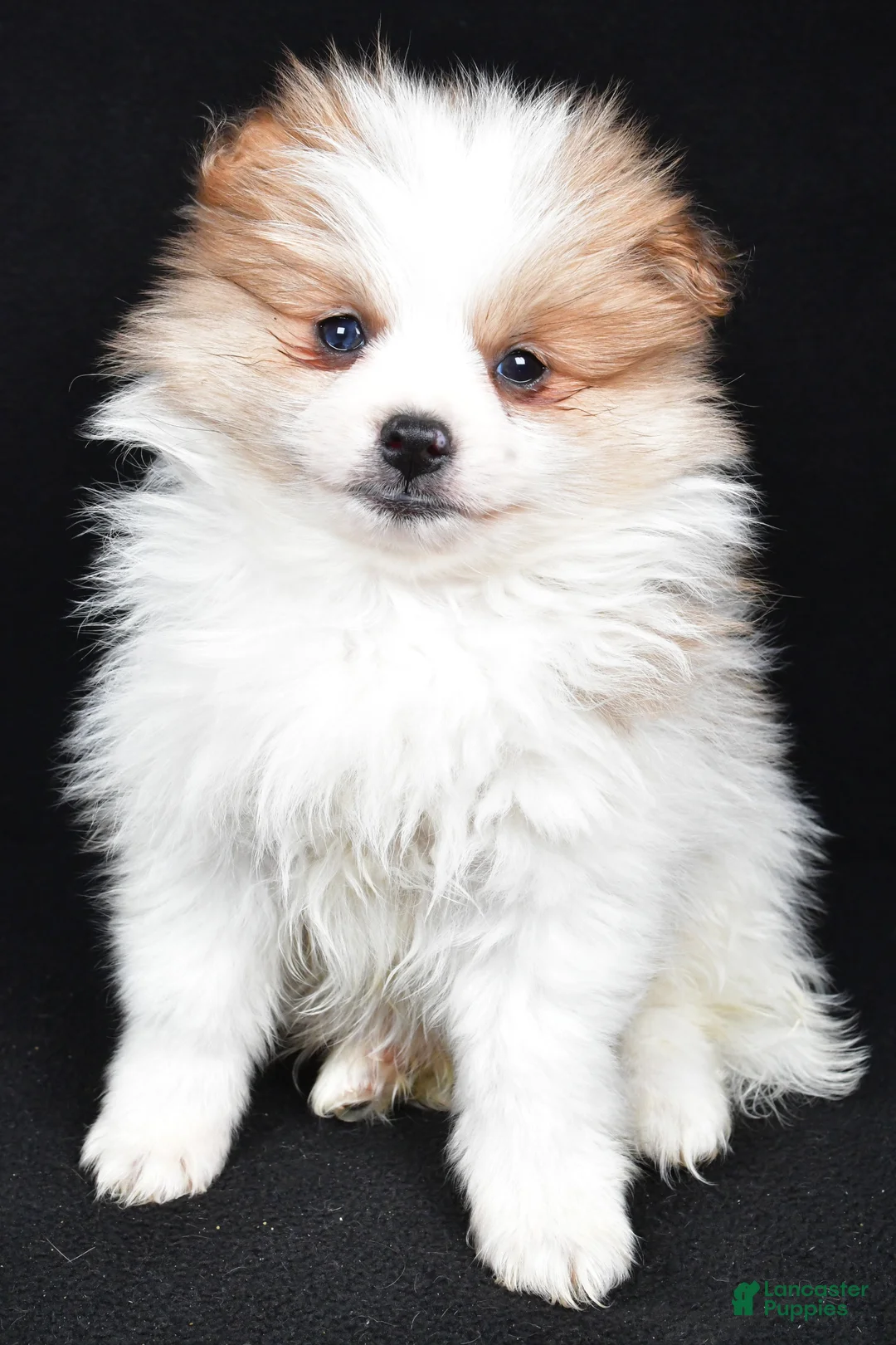 Pomeranian dogs for sale: Tripp - Ad 8