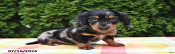 Miniature Dachshund dogs for sale: Kelsi - Ad 3