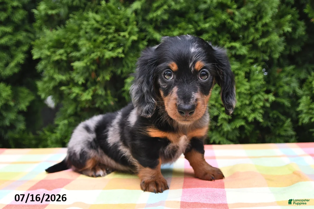 Miniature Dachshund dogs for sale: Kelsi - Ad 3