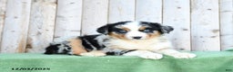 Australian Shepherd dogs for sale: Diana - Ad 3