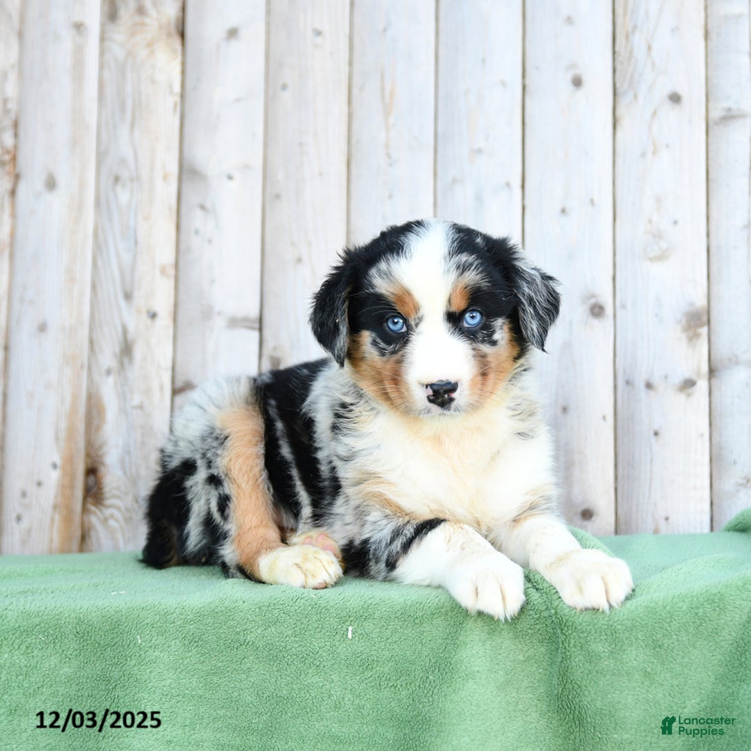 Australian Shepherd dogs for sale: Diana - Ad 3