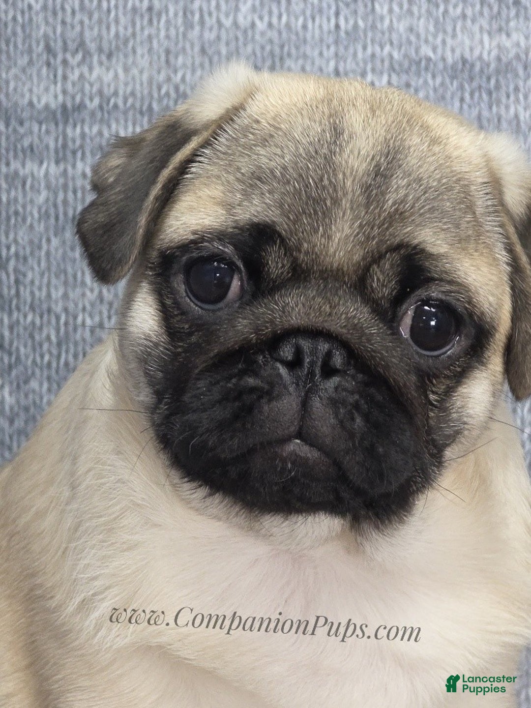 Pug dogs for sale: Best Friend for Life - Brady- Memoriable Christmas Puppy! - Ad 6