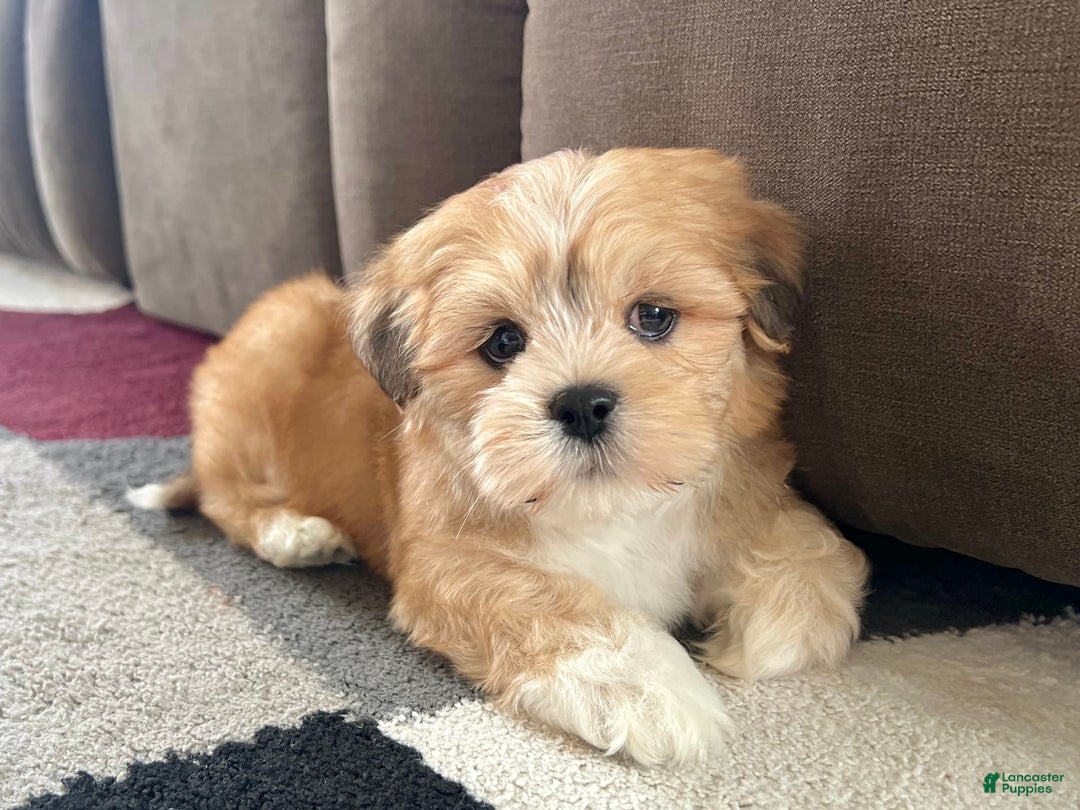 Lhasa Apso dogs for sale: Benji - Ad 1