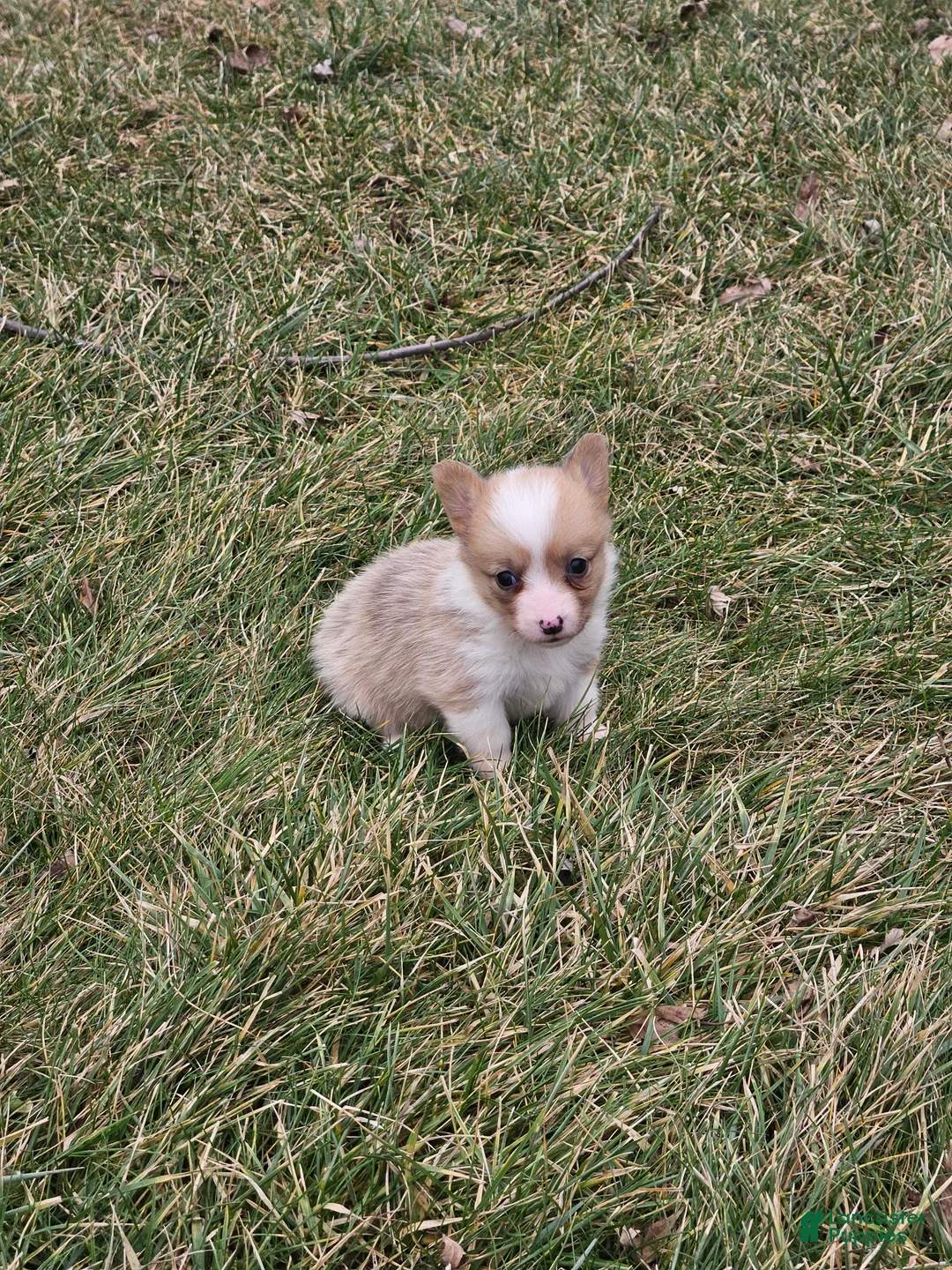 Mixed Breed dogs for sale: Rhea - Ad 8