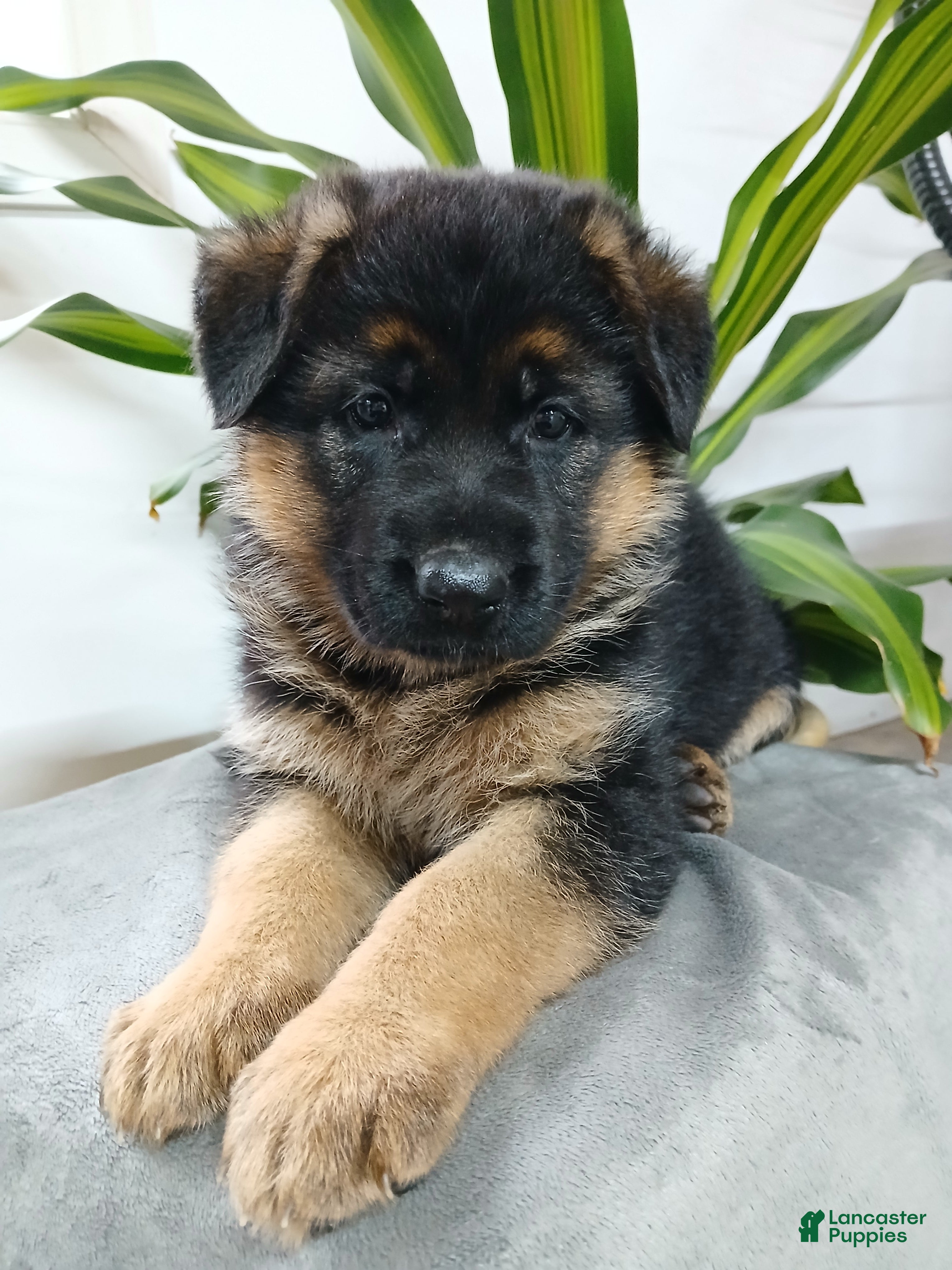 German Shepherd dogs Zahar - Ad 1