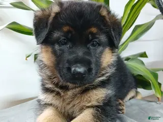 German Shepherd dogs for sale: Zahar - Ad 3