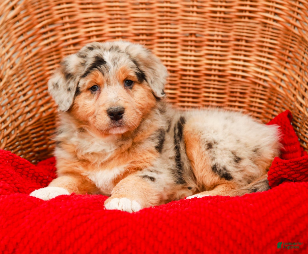 Aussiedoodle dogs for sale: Winston Standard - Ad 4
