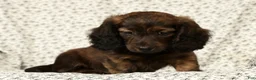 Miniature Dachshund dogs for sale: Oscar - Ad 7