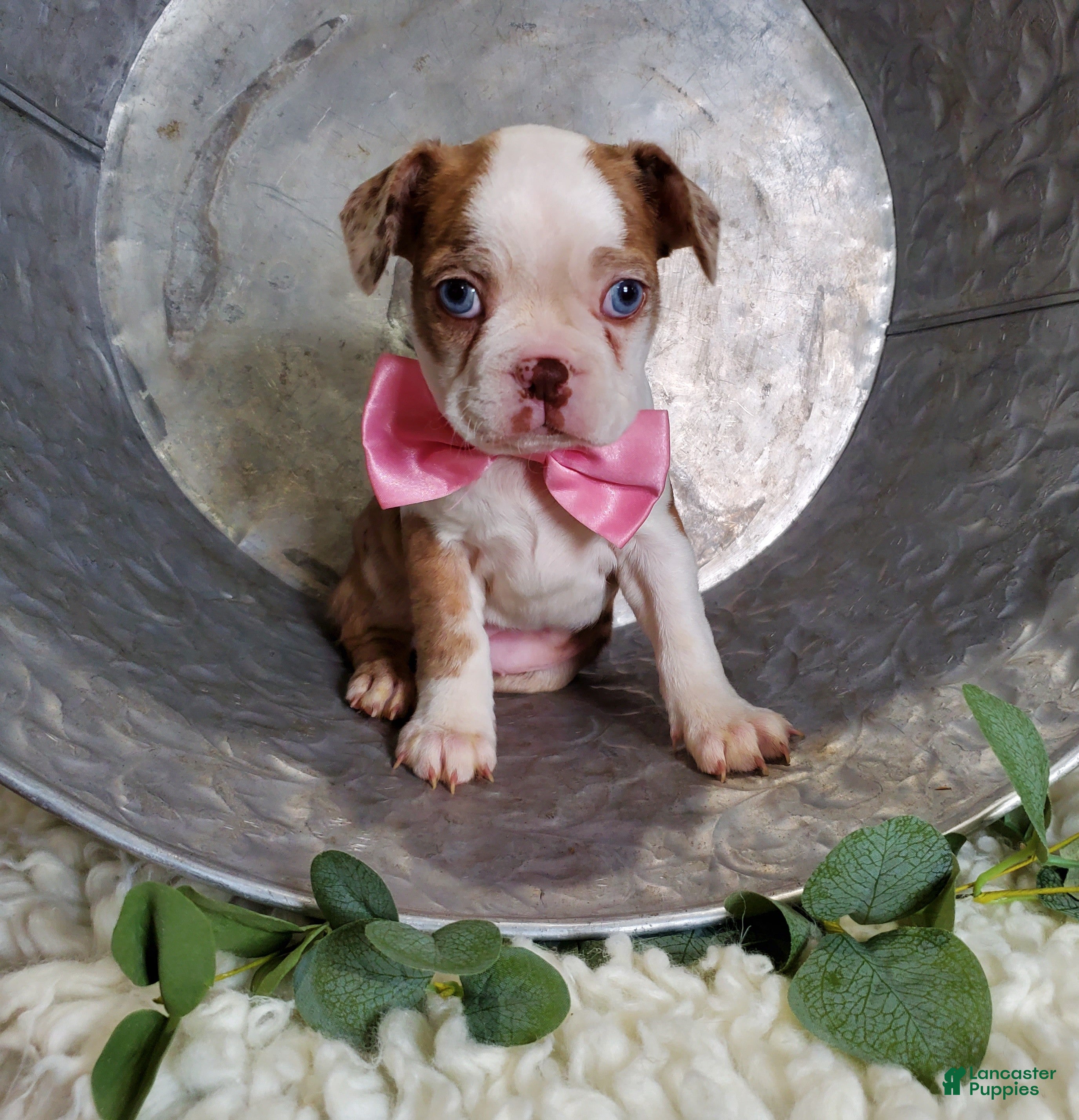 Boston Terrier dogs Joy - Ad 2