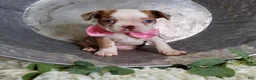 Boston Terrier dogs for sale: Joy - Ad 2