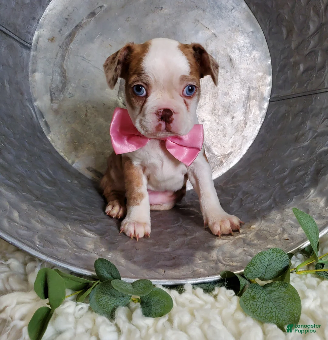 Boston Terrier dogs for sale: Joy - Ad 2