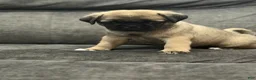 Pug dogs for sale: Tucker - Ad 5