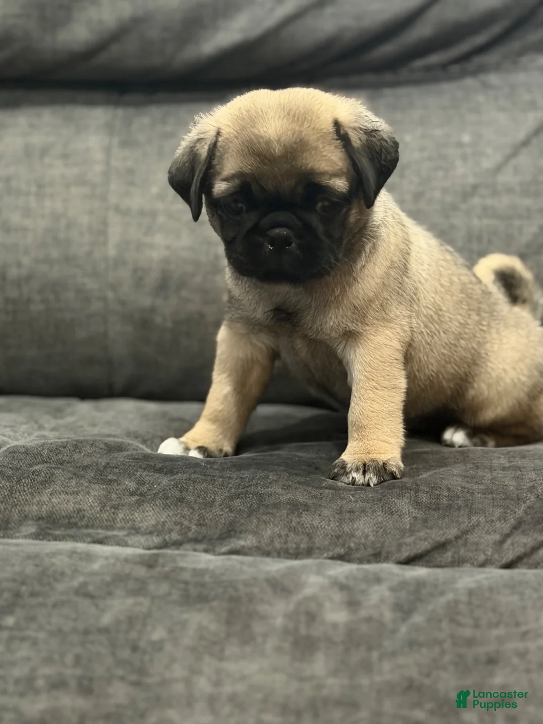 Pug dogs for sale: Tucker - Ad 5