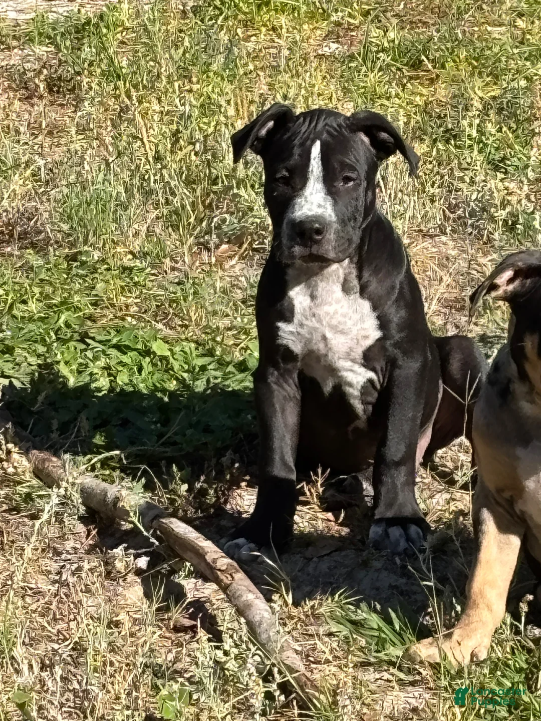 American Bully dogs for sale: American Bully Puppy 2 - Ad 2