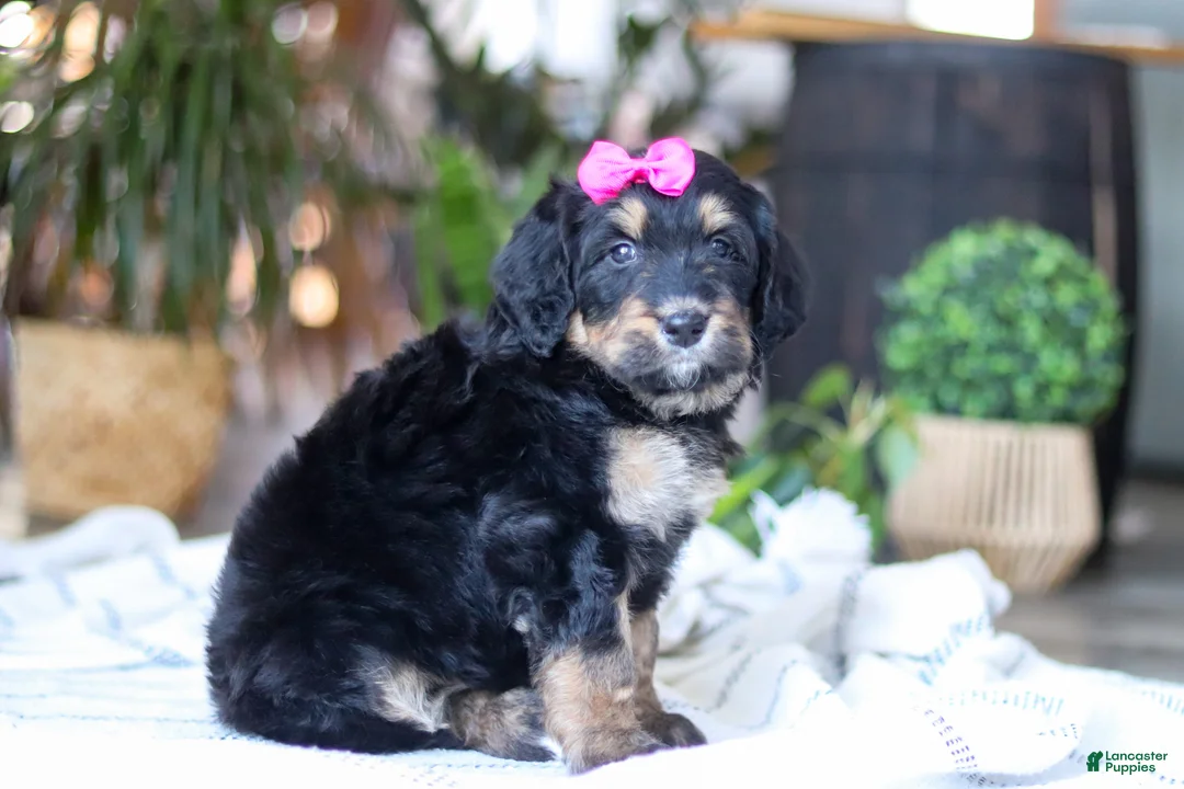 Bernedoodle dogs for sale: Goldilocks - Ad 3