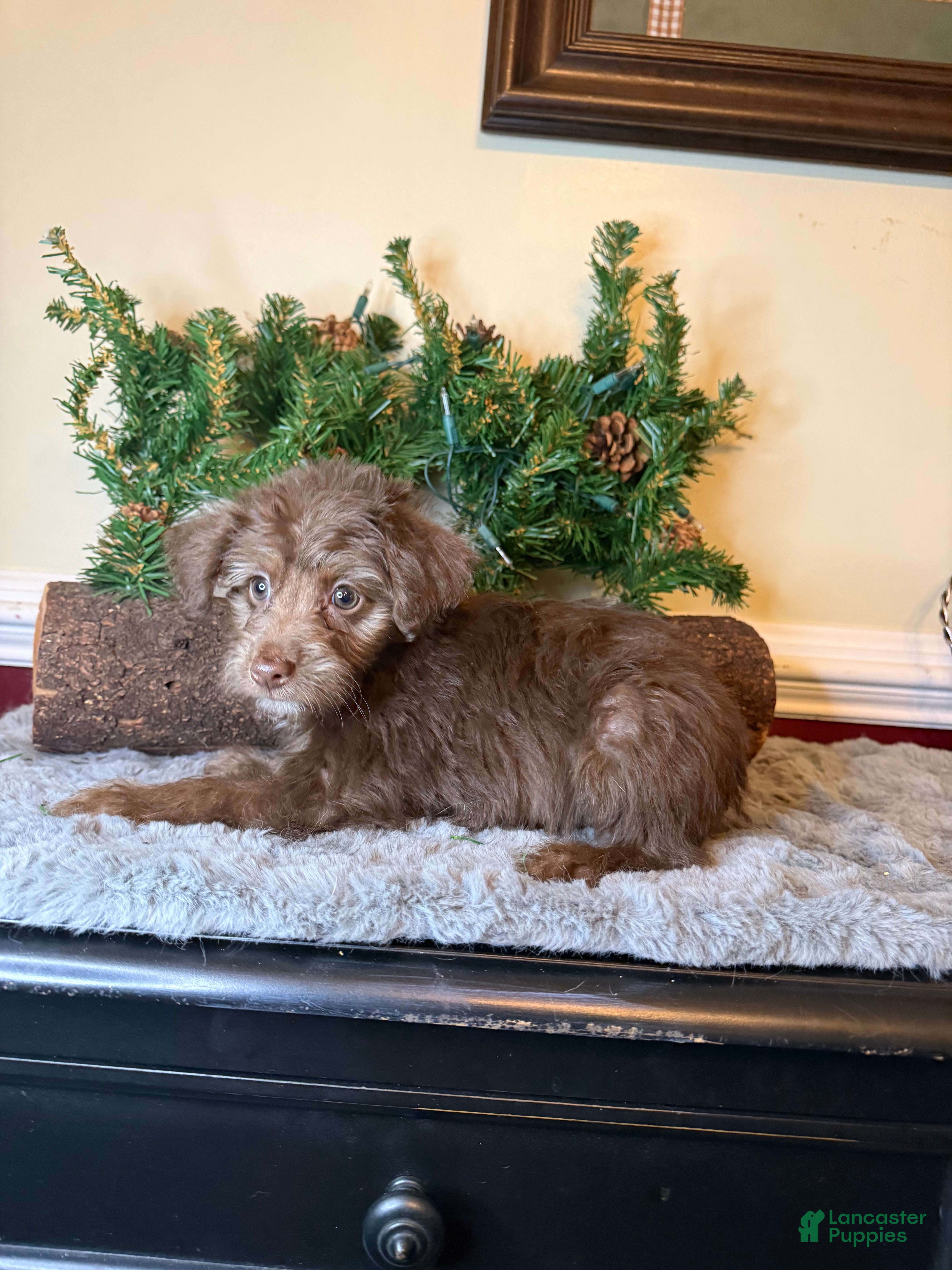 Yorkiepoo dogs Brandy - Ad 1