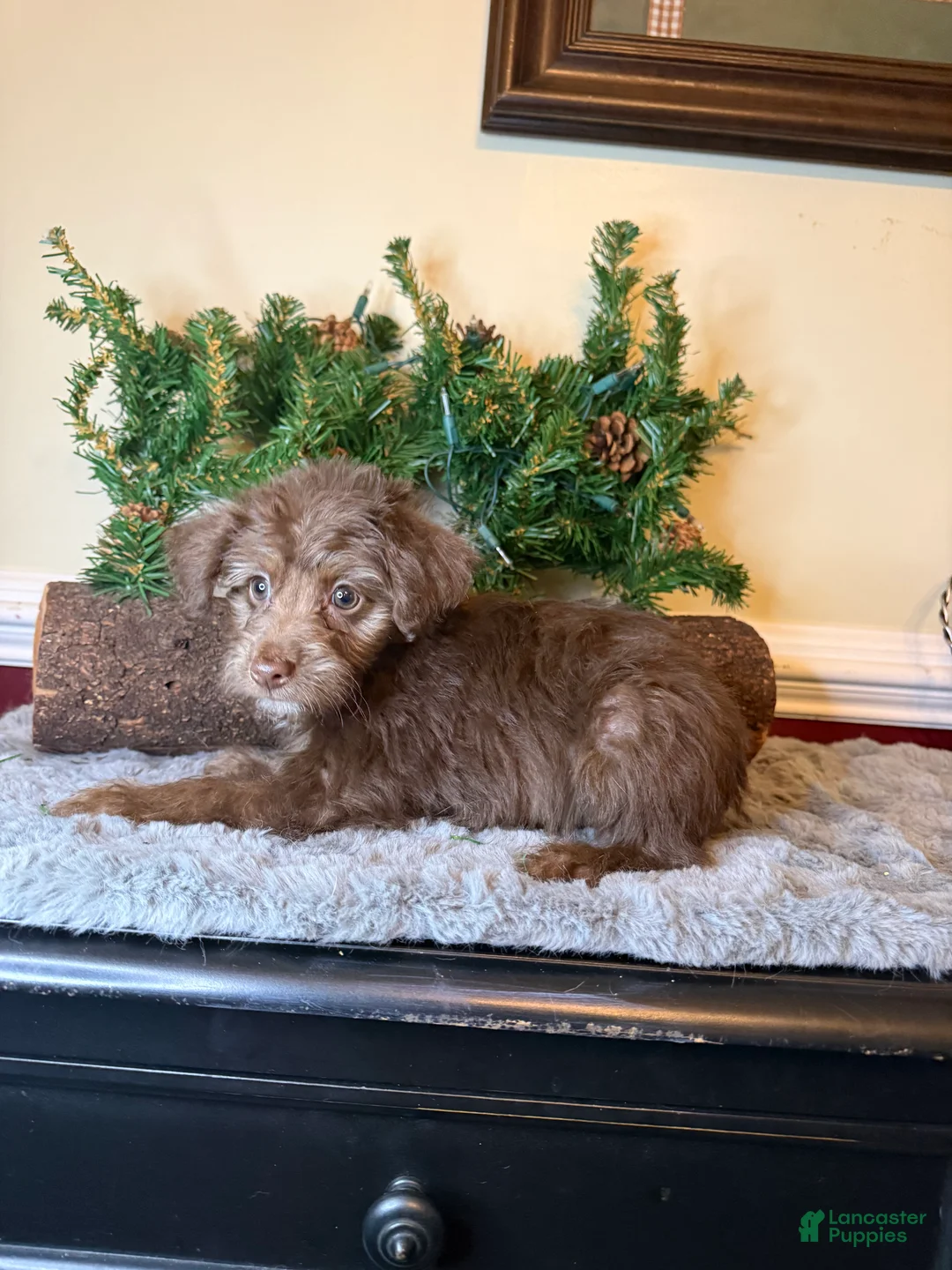 Yorkiepoo dogs for sale: Brandy - Ad 1