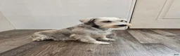 Miniature Schnauzer dogs for sale: Tessie - Ad 17