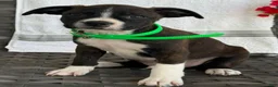 Mixed Breed dogs for sale: Grayson - Ad 4