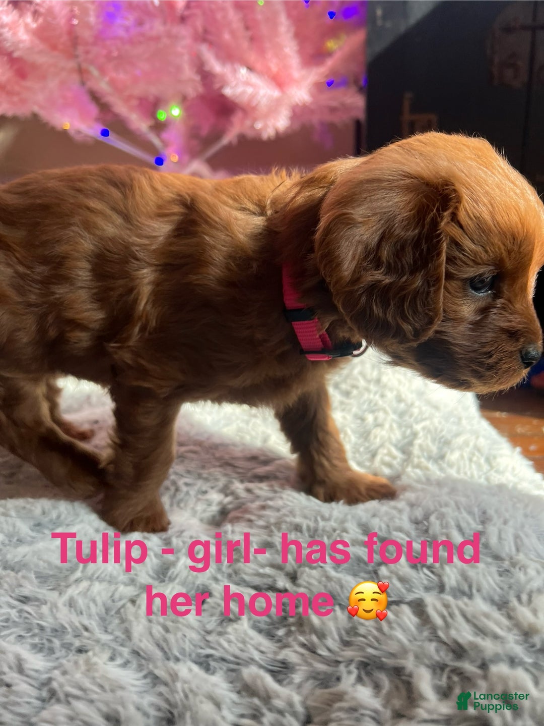 Cavapoo dogs for sale: Tulip - still available  - Ad 2