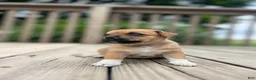 Jug dogs for sale: Lelé - Ad 2
